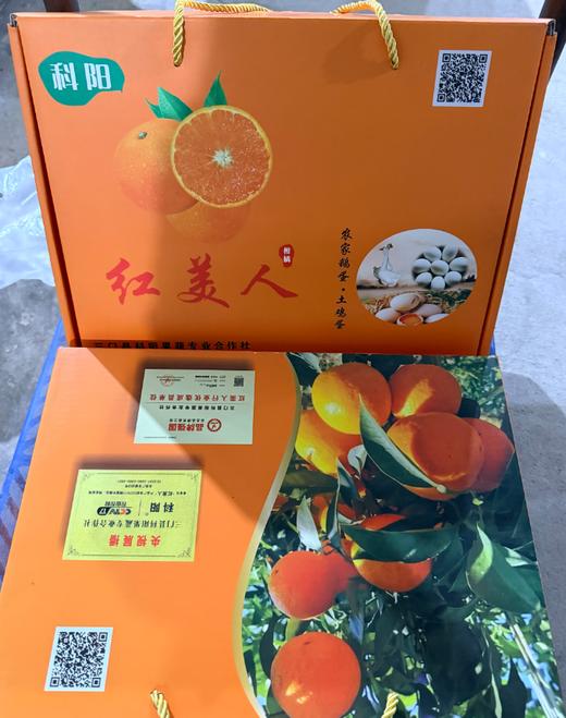 科阳高山红美人柑橘12只装 中果(70-75mm)(商) 商品图1