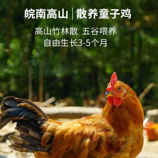 【现货-国企联名】山林散养童子鸡2只1600g 商品图1