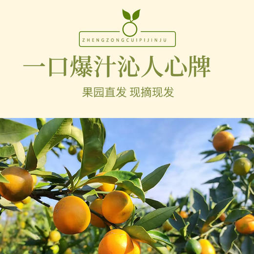 【脆皮金桔】果肉细腻多汁 一口爆汁大甜桔 膳食纤维丰富 3斤装 商品图5