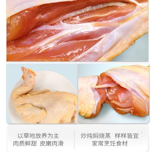 【现货-国企联名】山林散养老母鸡童子鸡组合1800g 商品图2