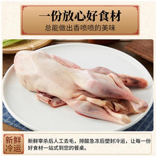【现货-国企联名】山林散养老母鸡麻鸭组合1950g 商品图4