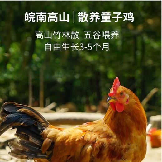 【现货-国企联名】山林散养老母鸡童子鸡组合1800g 商品图4