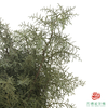 扁柏 商品缩略图1