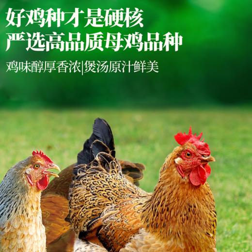 【现货-国企联名】山林散养老母鸡麻鸭童子鸡组合2750g 商品图2