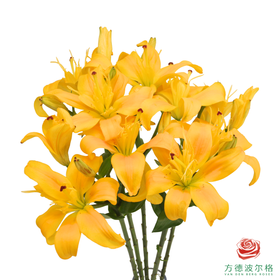 百合-蝴蝶女神黄色 5枝一扎