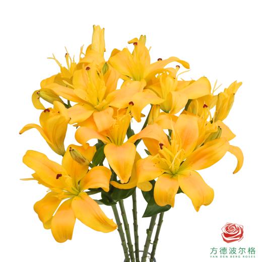 百合-蝴蝶女神黄色 5枝一扎 商品图0