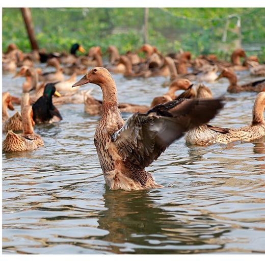 【现货-国企联名】山林散养老母鸡麻鸭组合1950g 商品图3