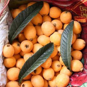 云南蒙自甜枇杷250g左右