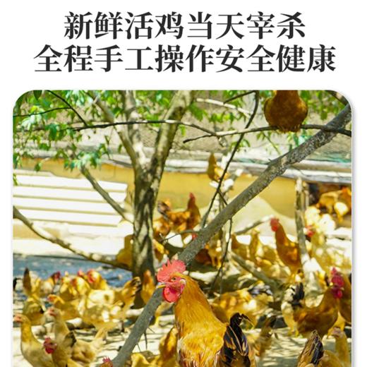 【现货-国企联名】山林散养老母鸡2只2000g 商品图4