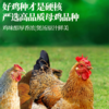 【现货-国企联名】山林散养老母鸡2只2000g 商品缩略图2