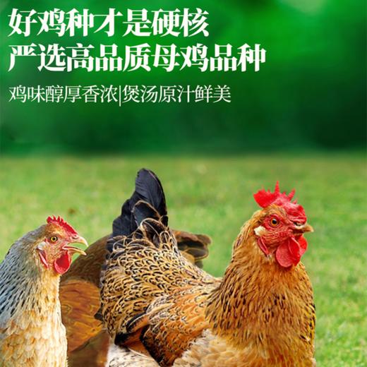 【现货-国企联名】山林散养老母鸡2只2000g 商品图2