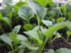 有机芥兰苗 商品缩略图1