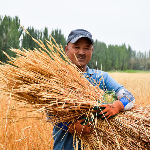 新疆有机黑小麦面粉1.25kg*2袋，麦香浓郁，口感劲道，有嚼劲 商品图3