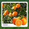 贵州有机独山蜂蜜脐橙/箱【GY】 商品缩略图1