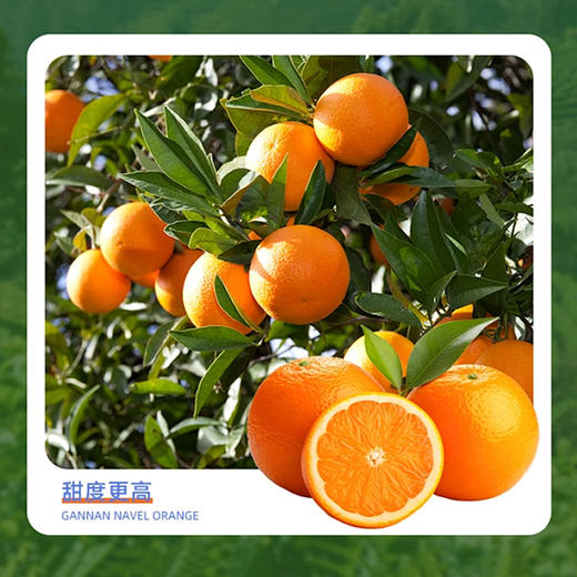 贵州有机独山蜂蜜脐橙/箱【GY】 商品图1