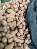 【严选】【金新农】云南软糯香甜洋芋马铃薯红皮土豆3斤/5斤装  （厂家直发） 商品缩略图1