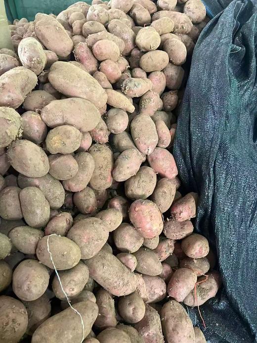 【严选】【金新农】云南软糯香甜洋芋马铃薯红皮土豆3斤/5斤装  （厂家直发） 商品图1