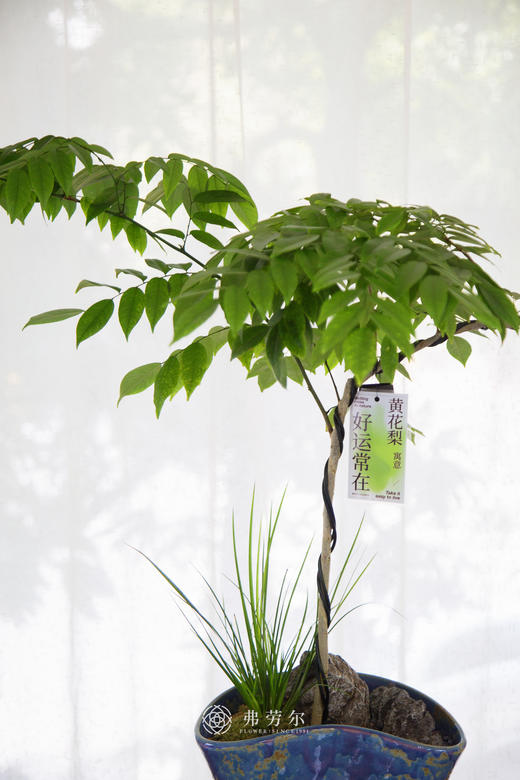 造型黄花梨 商品图2