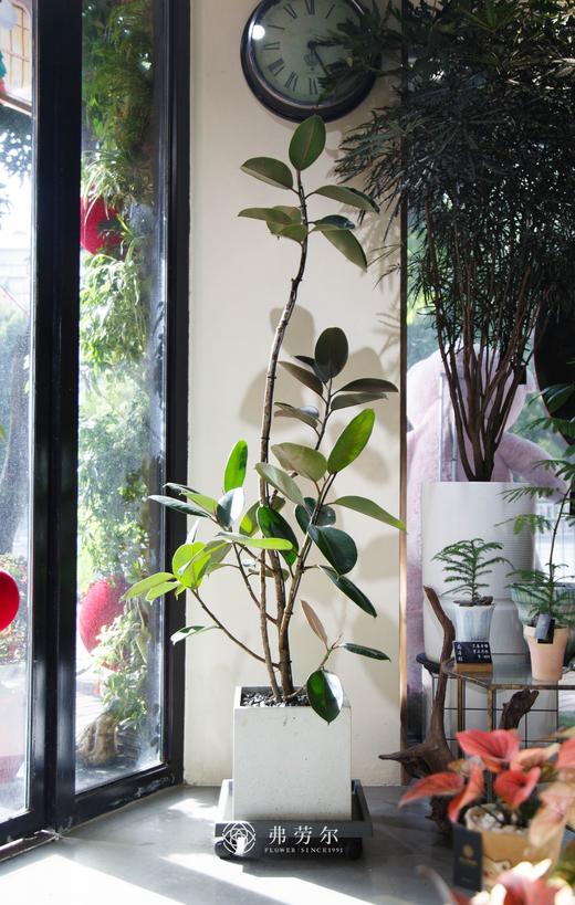 落地黑金刚 商品图0