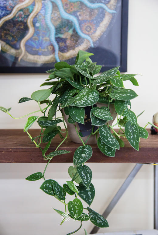 银斑葛 商品图0