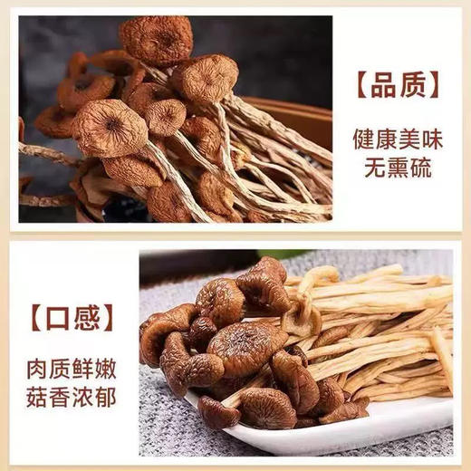 红叶福茸茶树菇 商品图2