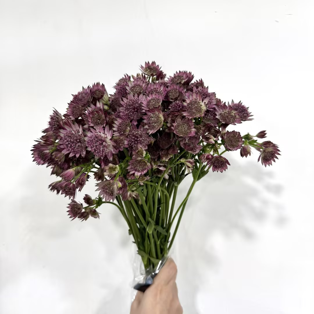 4月8日粉星芹Astrantia Roma-60cm-10支