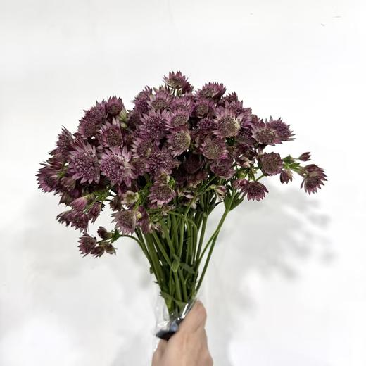4月8日粉星芹Astrantia Roma-60cm-10支 商品图0
