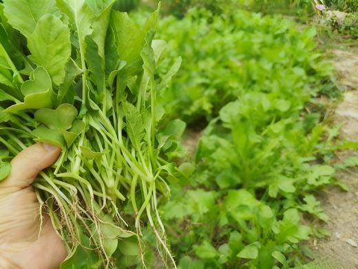 有机萝卜苗200g 商品图1