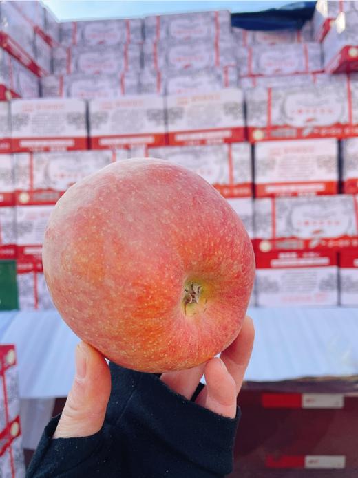 大箱红皮阿克苏苹果一箱（14斤左右） 商品图1