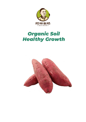 有机种植红薯500g