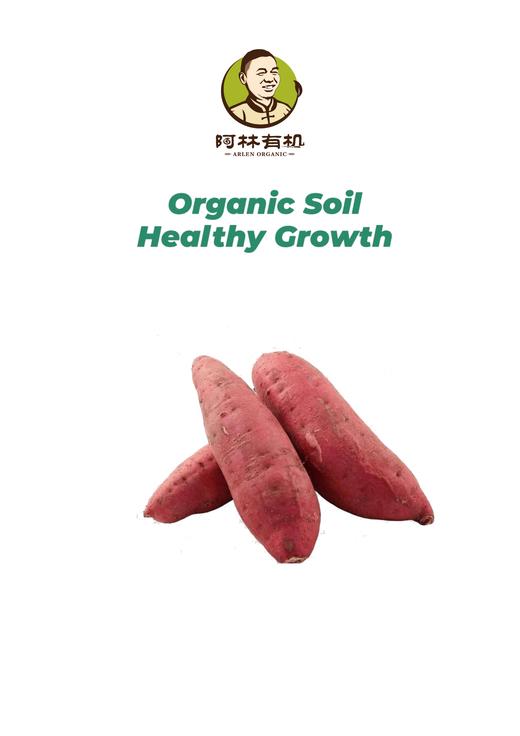 有机种植红薯500g 商品图0