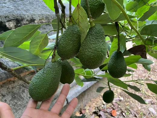 【严选】【金新农】云南哈斯牛油果160-190g/个    （厂家直发） 商品图1