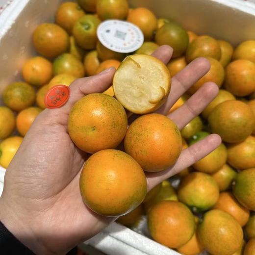 融安耘端脆蜜金柑 金桔 超好吃 商品图9