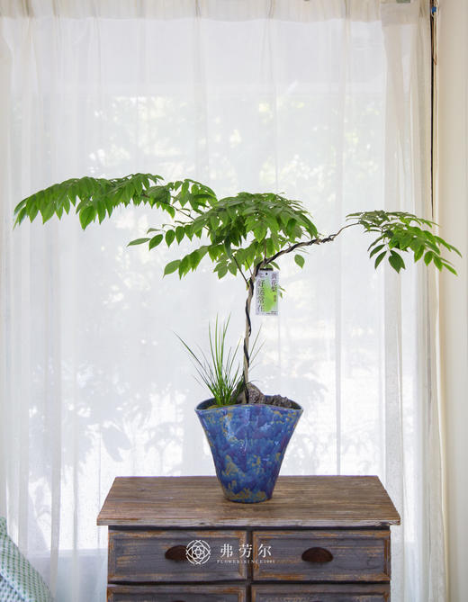 造型黄花梨 商品图0