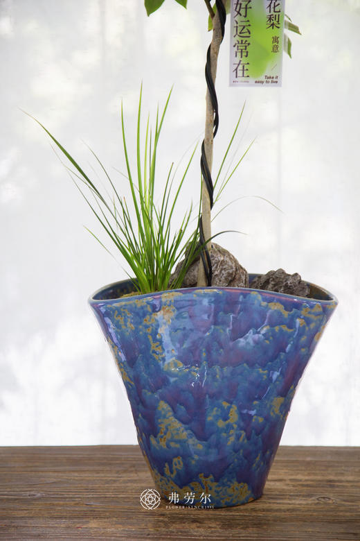 造型黄花梨 商品图1