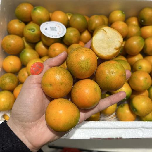 融安耘端脆蜜金柑 金桔 超好吃 商品图8