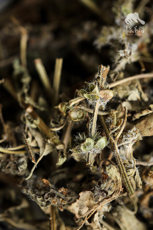 生态荆芥干 | 合作生产 *  Ecological dried Schizonepeta | Coproduction 商品图4