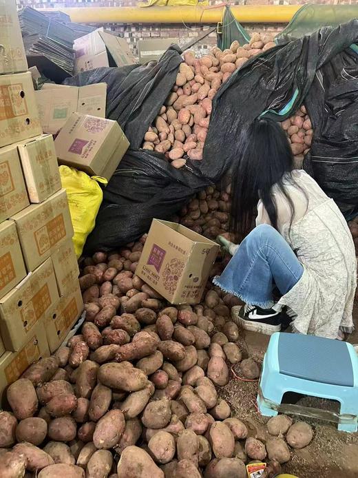 【严选】【金新农】云南软糯香甜洋芋马铃薯红皮土豆3斤/5斤装  （厂家直发） 商品图2