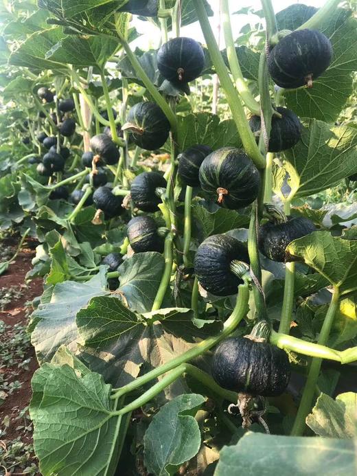 【严选】【金新农】陕西软糯粉甜饱腹代餐贝贝南瓜      （厂家直发） 商品图1