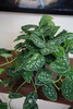 银斑葛 商品缩略图1