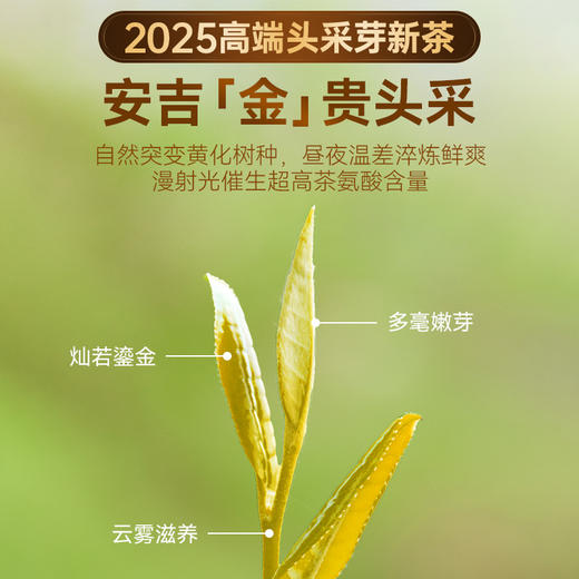 【直发】贡苑-225g精品黄金芽礼盒【头采芽】【5克*45包】 商品图6
