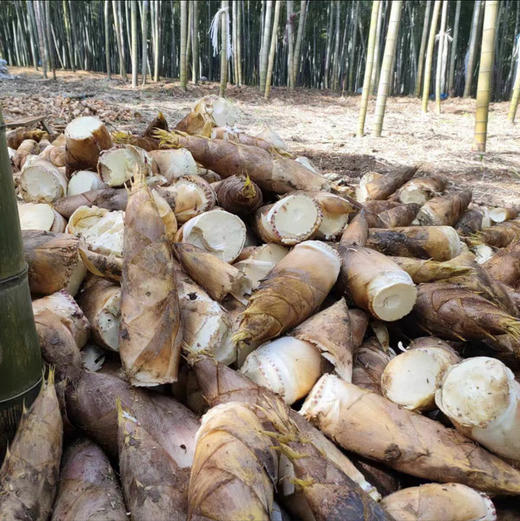 250g南山竹海笋干 商品图5