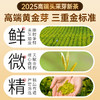 【直发】贡苑-225g精品黄金芽礼盒【头采芽】【5克*45包】 商品缩略图2