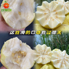 【一口丝滑】树上熟奶油芭乐一个大果 约200-230g 商品缩略图0