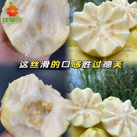 【一口丝滑】树上熟奶油芭乐一个大果 约200-230g