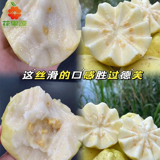 【一口丝滑】树上熟奶油芭乐一个大果 约200-230g 商品图0
