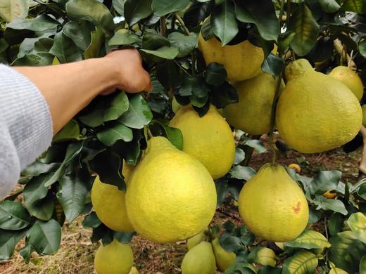 【严选】【金新农】广东沙田柚白肉柚子金柚碌柚水果沙田柚 二级果4-5斤净重（2个）       （厂家直发） 商品图2