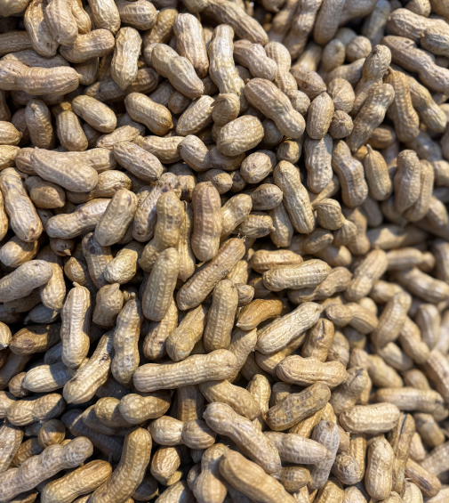 【周五到】温州五香蒸花生 500克 🥜姐妹们给我冲，这个温州蒸花生真的太好次了🌰 这款花生手工制作，没有任何添加剂，保留了最纯正的自然风味。🌿