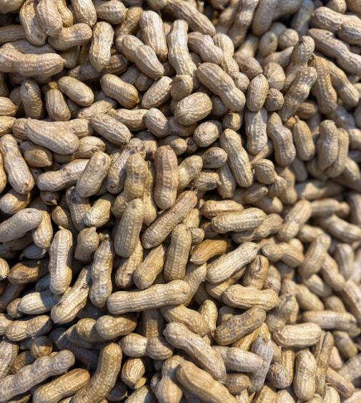 【周五到】温州五香蒸花生 500克 🥜姐妹们给我冲，这个温州蒸花生真的太好次了🌰 这款花生手工制作，没有任何添加剂，保留了最纯正的自然风味。🌿 商品图0