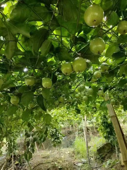 【严选】【金新农】广西新鲜水果黄金百香果3斤/5斤装  （厂家直发） 商品图3